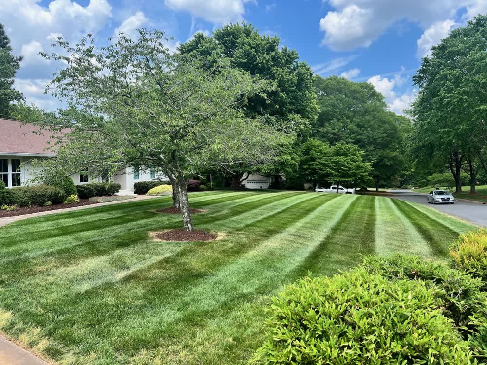Freshly striped lawn under a mature tree